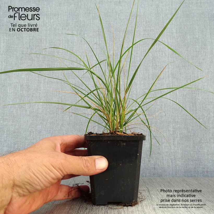 Exemplaar van Festuca mairei - Zwenkgras Kweekpotje van 8/9 cm zoals geleverd in de herfst