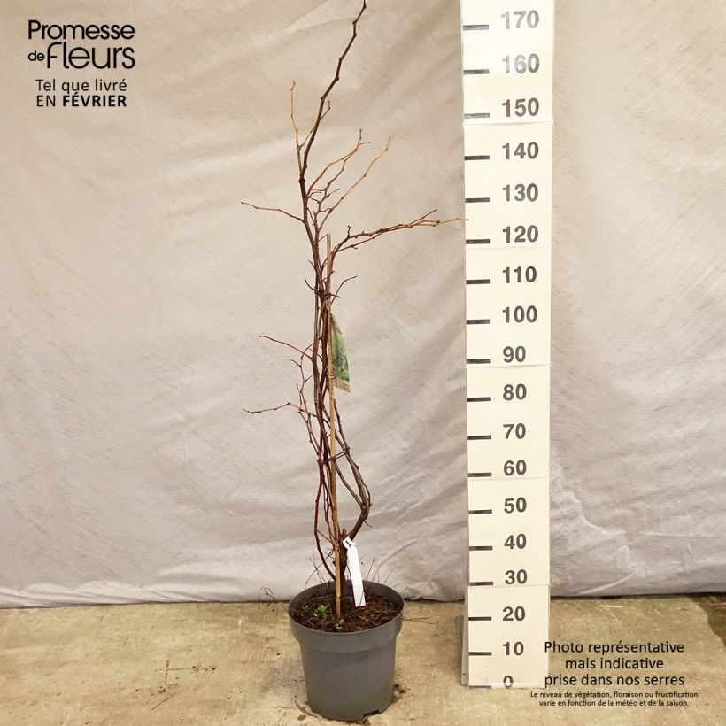 Example of Févier d'Amérique doré - Gleditsia triacanthos Sunburst Pot van 7,5 l/10 l as you get in hiver