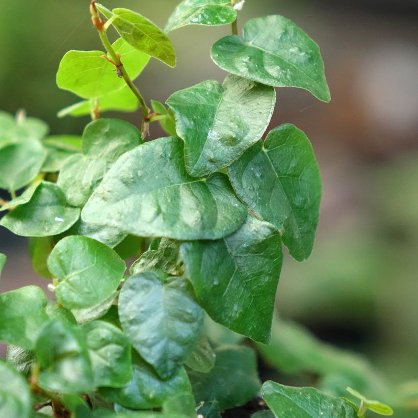 Ficus pumila Arina - Klimvijg (Blad)