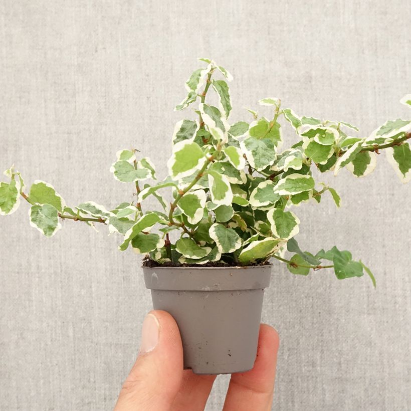 Example of Ficus pumila Bellus - Klimvijg Mini-plante as you get in printemps