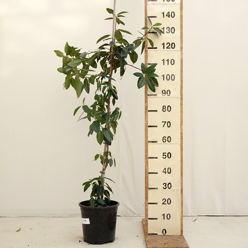 Example of Ficus rubiginosa Australis - Figuier de Port Jackson Pot van 7,5 l/10 l as you get in automne