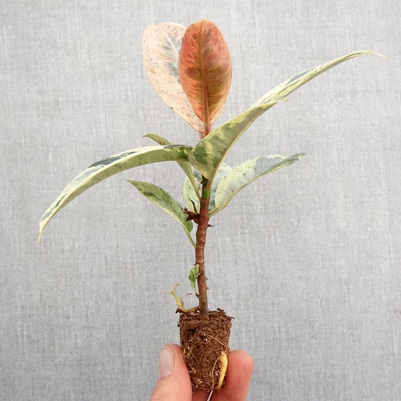 Example of Ficus Shivereana - Caoutchouc panaché Mini-plante as you get in printemps