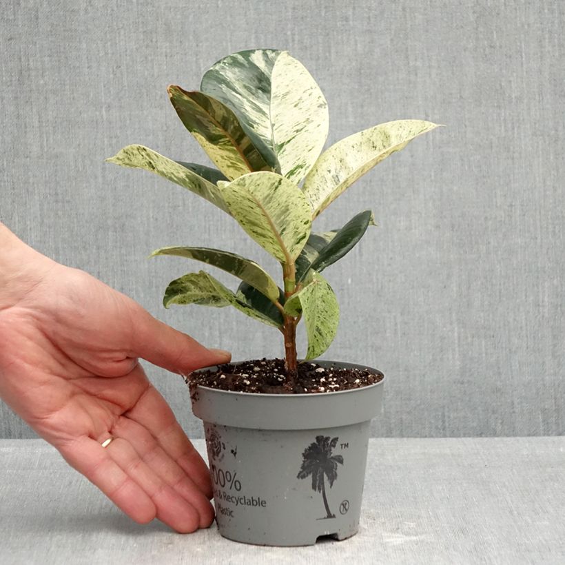 Exemplaar van Ficus elastica Shivereana - Rubberplant Pot van 12 cm / 13 cm zoals geleverd in de lente