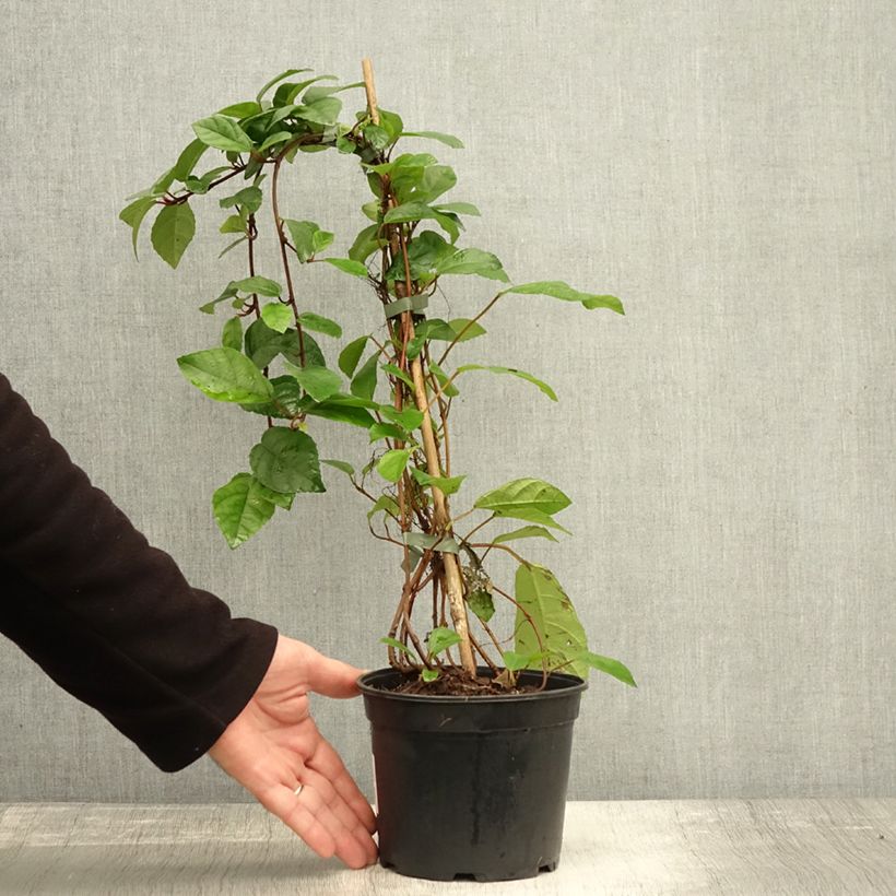 Exemplaar van Ficus tikoua - Vijgeboom Pot van 2 l/3 l zoals geleverd in de herfst