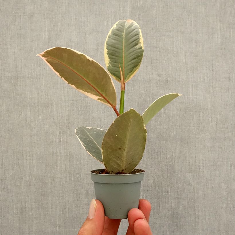 Exemplaar van Ficus elastica Tineke - Rubberplant Mini-kamerplanten zoals geleverd in de herfst