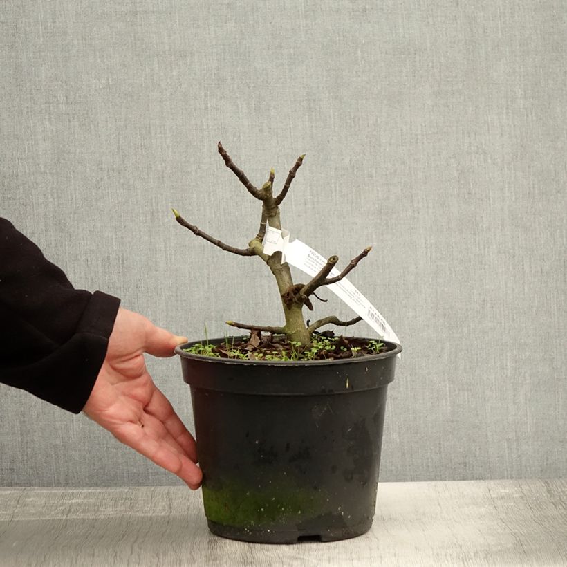 Exemplaar van Vijgenboom Bornholms Diamant Pot van 4 l/5 l, Pol zoals geleverd in de herfst