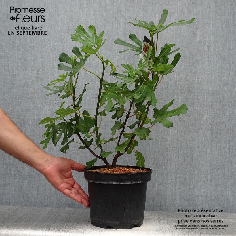 Exemplaar van Vijgenboom Brown Turkey Pot van 4 l/5 l, Onderstam zoals geleverd in de herfst