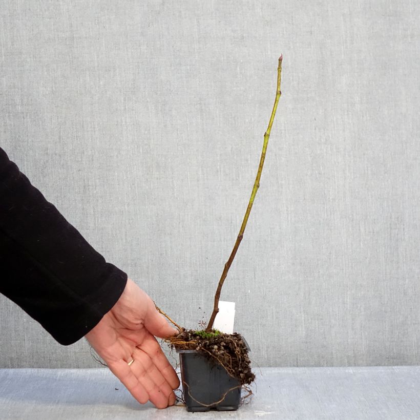 Exemplaar van Vijgenboom Brown Turkey Kweekpotje van 8/9 cm zoals geleverd in de winter