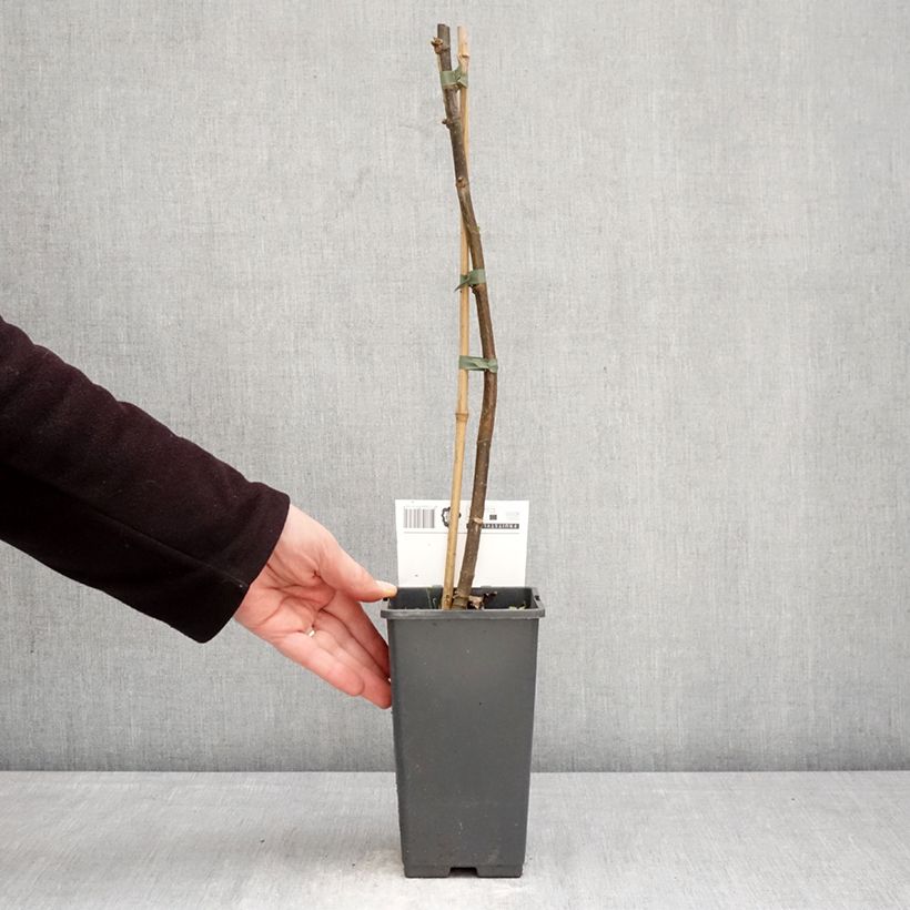 Exemplaar van Vijgenboom Brown Turkey Pot van 1,5 l/2 l zoals geleverd in de lente