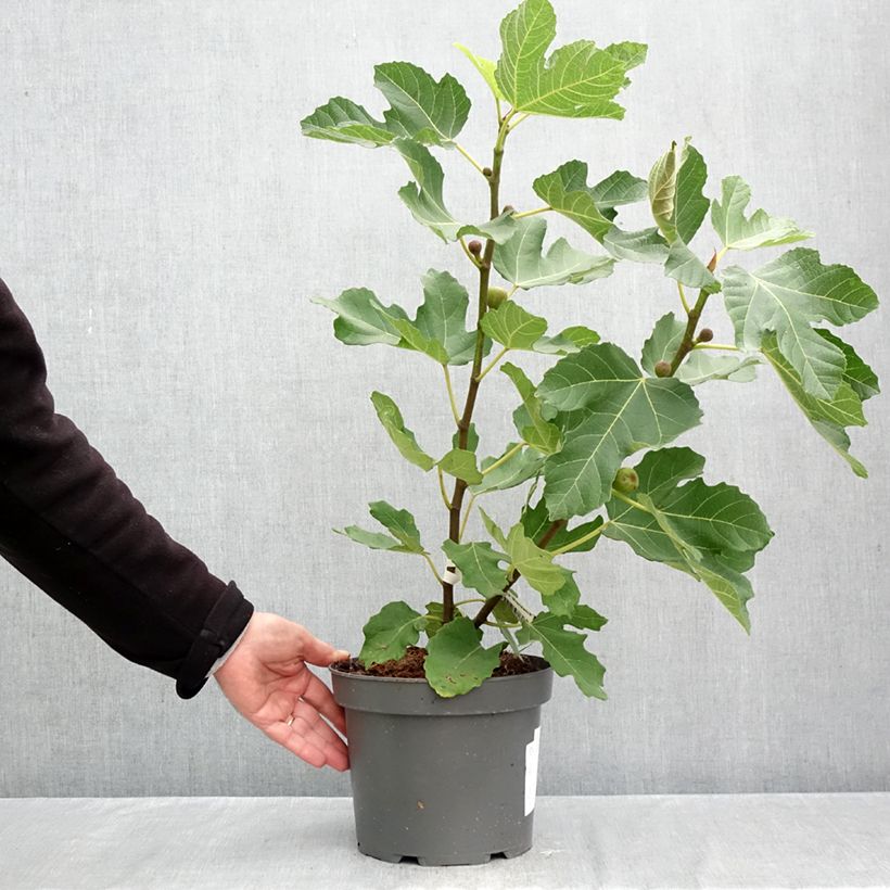 Exemplaar van Vijgenboom Brunswick Pot van 4 l/5 l, Struik zoals geleverd in de herfst