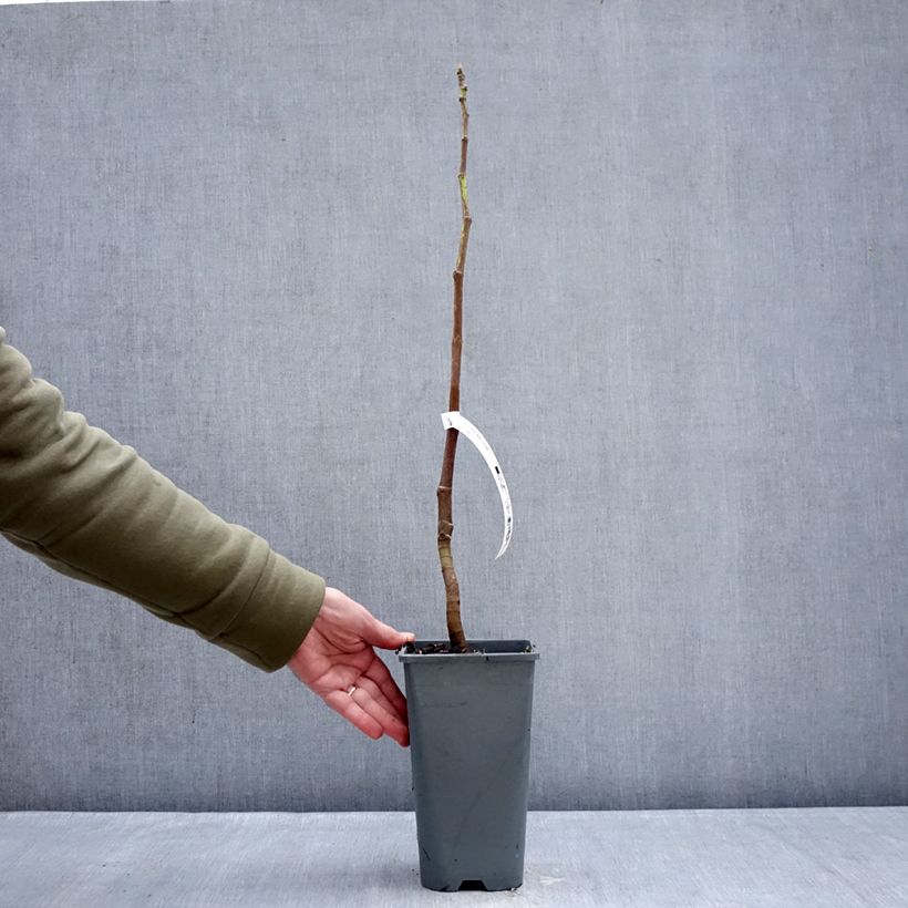 Exemplaar van Vijgenboom Portogallo Pot van 2 l/3 l, Struik zoals geleverd in de winter