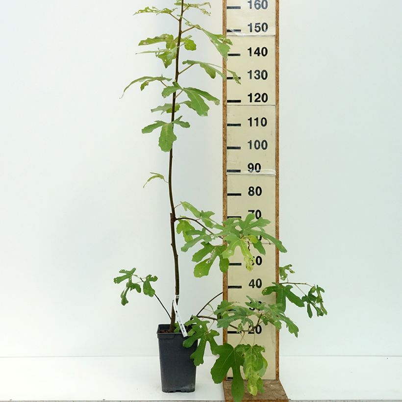 Exemplaar van Vijgenboom Grise de Tarascon Pot van 4 l/5 l, Struik zoals geleverd in de zomer