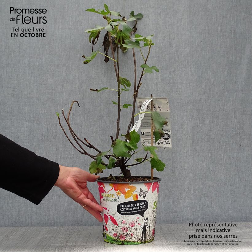 Exemplaar van Vijgenboom Osborn's Prolific Pot van 4 l/5 l zoals geleverd in de herfst