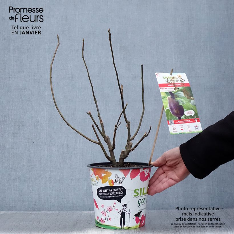 Exemplaar van Vijgenboom Osborn's Prolific Pot van 4 l/5 l zoals geleverd in de winter