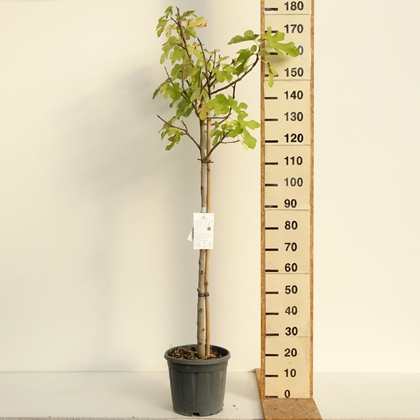 Exemplaar van Vijgenboom Osborn's Prolific Pot van 12 l/15 l, Half-hoge stam zoals geleverd in de zomer