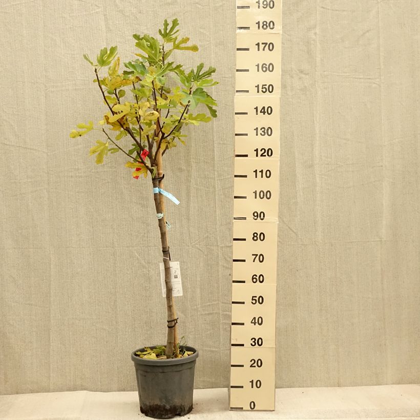 Exemplaar van Vijgenboom Ronde de Bordeaux Pot van 7,5 l/10 l, Half-hoge stam zoals geleverd in de herfst