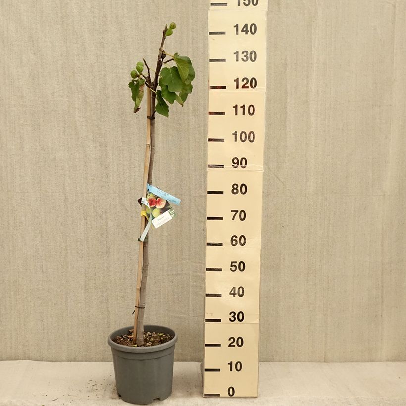 Exemplaar van Figuier - Ficus carica Sucre Vert Pot de 12L/15L, Demi-Tige zoals geleverd in de herfst