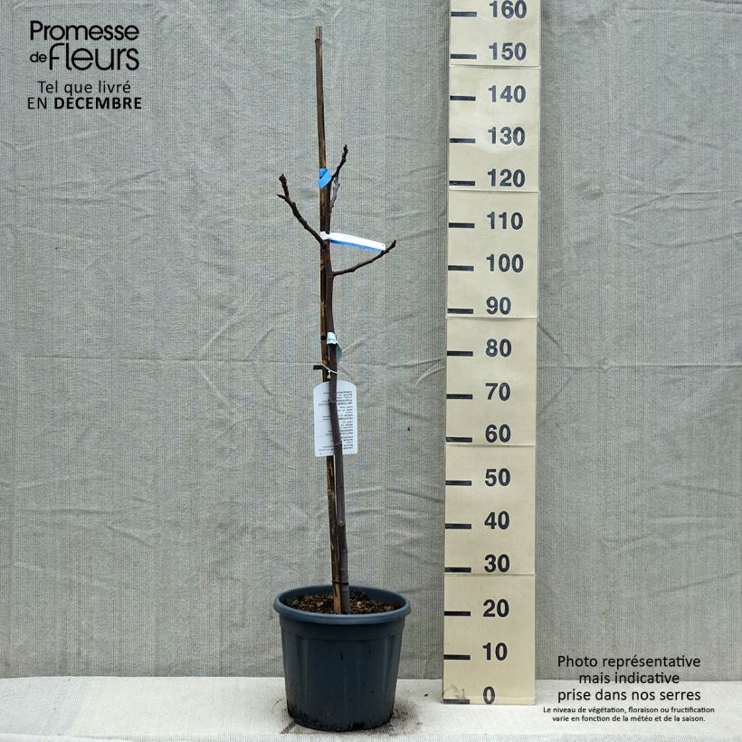 Exemplaar van Vijgenboom Sultane Pot van 12 l/15 l, Half-hoge stam zoals geleverd in de winter