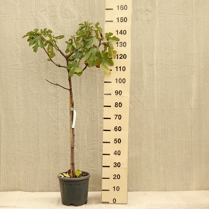 Exemplaar van Vijgenboom Sultane Pot van 12 l/15 l, Half-hoge stam zoals geleverd in de herfst