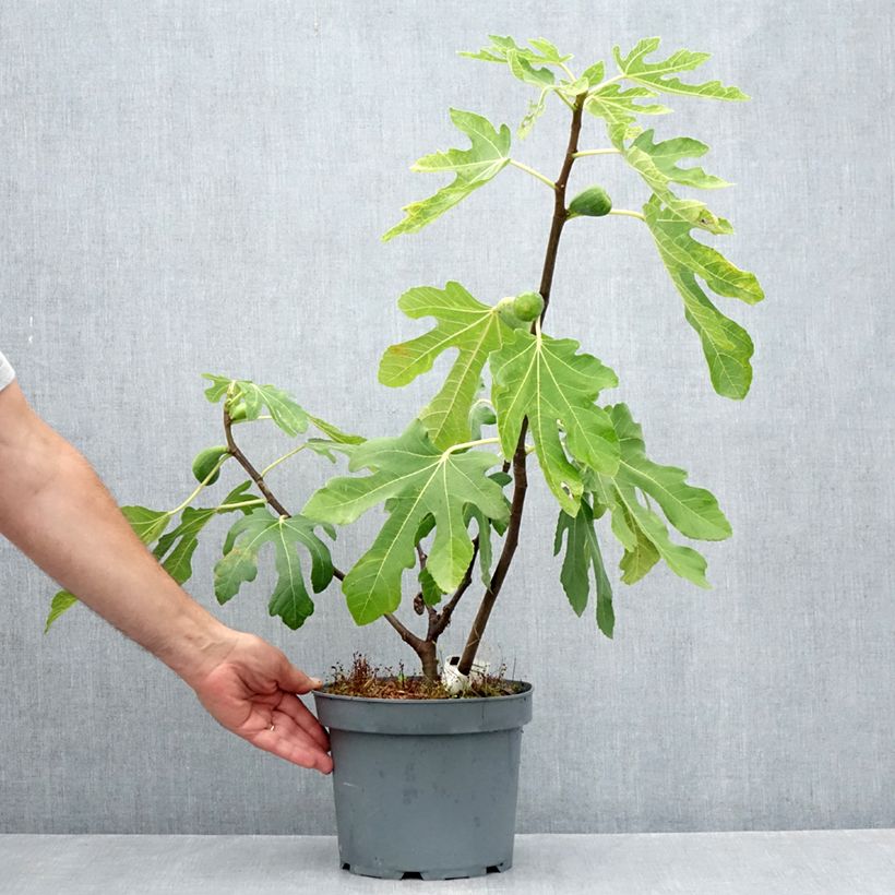 Exemplaar van Vijgenboom Goutte d'Or Pot van 2 l/3 l zoals geleverd in de zomer