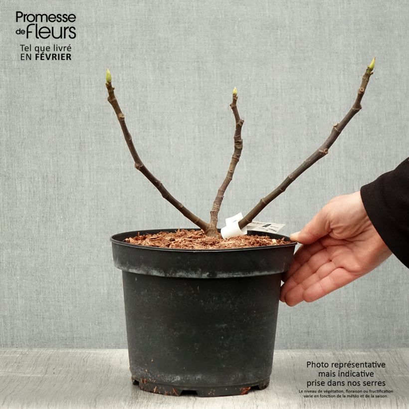 Exemplaar van Vijgenboom Goutte d'Or Pot van 2 l/3 l zoals geleverd in de winter