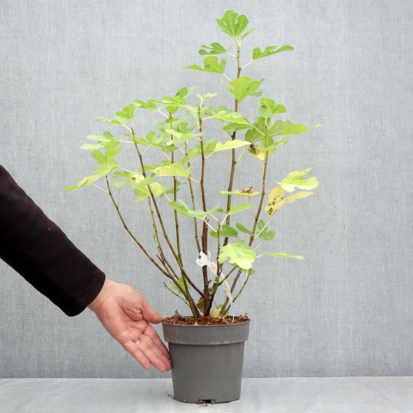 Exemplaar van Vijgenboom Gustis Ficcolino Pot van 2 l/3 l, Struik zoals geleverd in de herfst