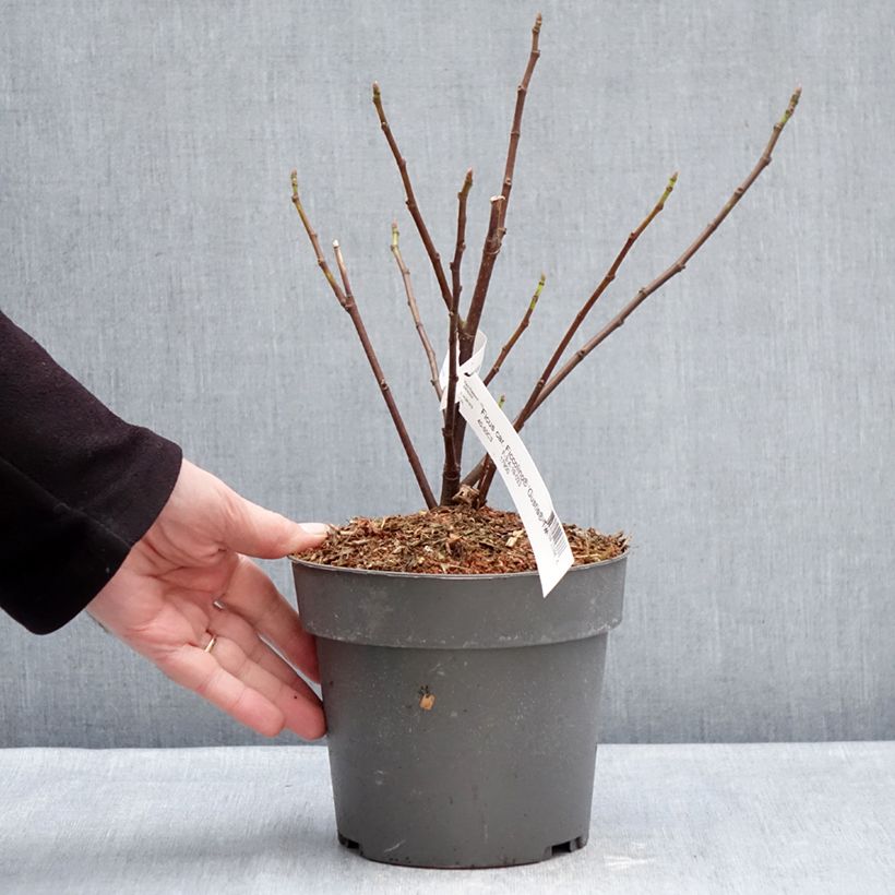 Exemplaar van Vijgenboom Gustis Ficcolino Pot van 2 l/3 l, Struik zoals geleverd in de winter