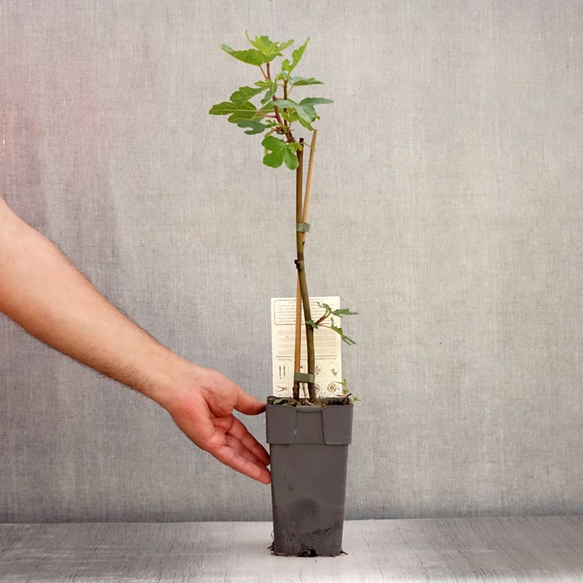 Exemplaar van Figuier Gustissimo Perretta - Ficus carica Pot de 2L/3L, Buisson zoals geleverd in de zomer