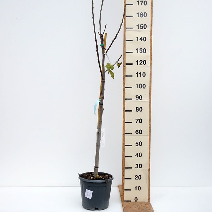 Exemplaar van Vijgenboom Jannot Pot van 7,5 l/10 l, Half-hoge stam zoals geleverd in de herfst