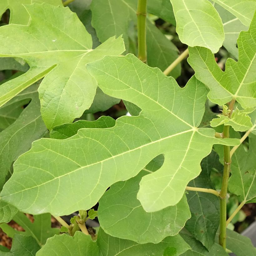 Vijgenboom Jordan (Blad)