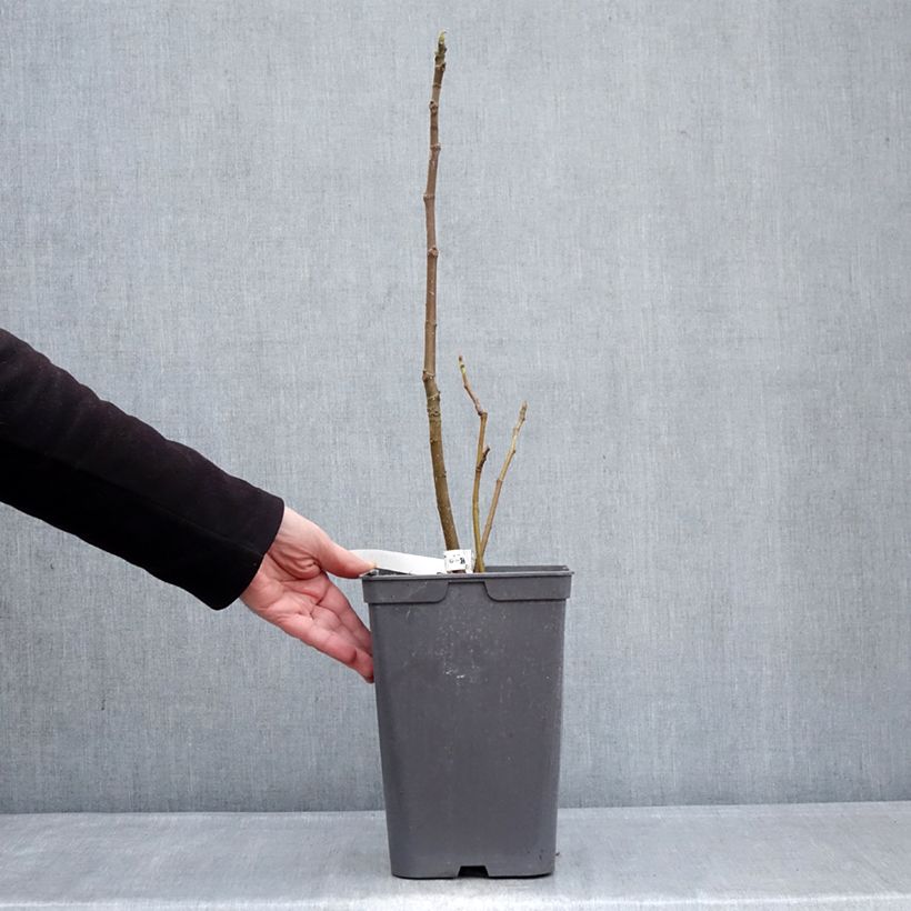 Exemplaar van Vijgenboom Kadota Pot van 4 l/5 l zoals geleverd in de winter