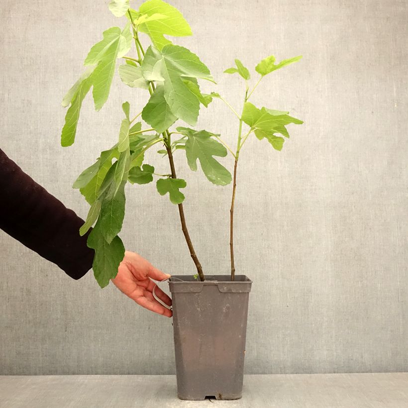 Exemplaar van Vijgenboom Kadota Pot van 4 l/5 l zoals geleverd in de lente