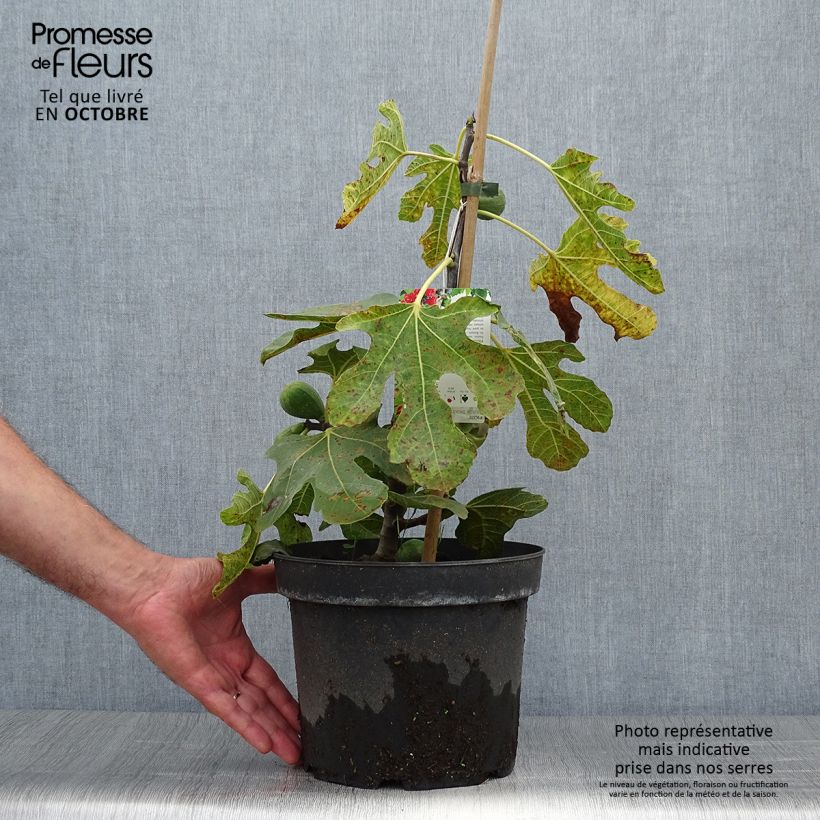 Exemplaar van Vijgenboom Kadota Pot van 4 l/5 l zoals geleverd in de herfst