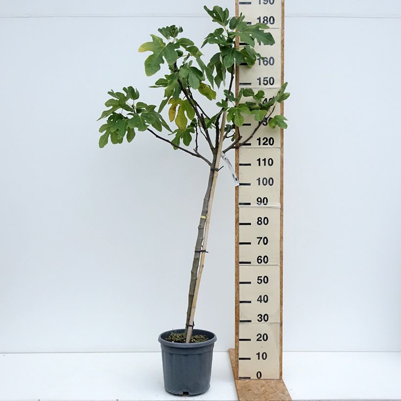 Exemplaar van Vijgenboom Longue d'Août Pot van 12 l/15 l, Half-hoge stam zoals geleverd in de zomer