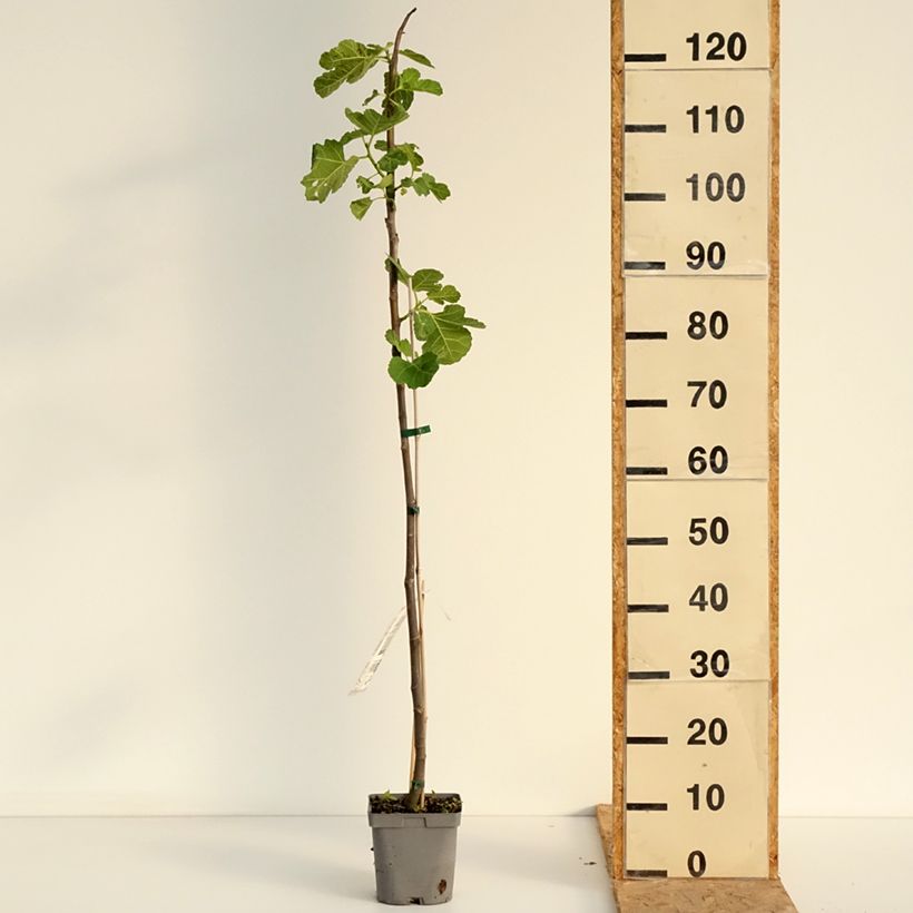 Exemplaar van Vijgenboom Madeleine des Deux Saisons Pot van 2 l/3 l, Onderstam zoals geleverd in de zomer