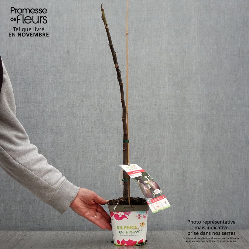 Exemplaar van Vijgenboom Madeleine des Deux Saisons Pot van 2 l/3 l, Onderstam zoals geleverd in de herfst