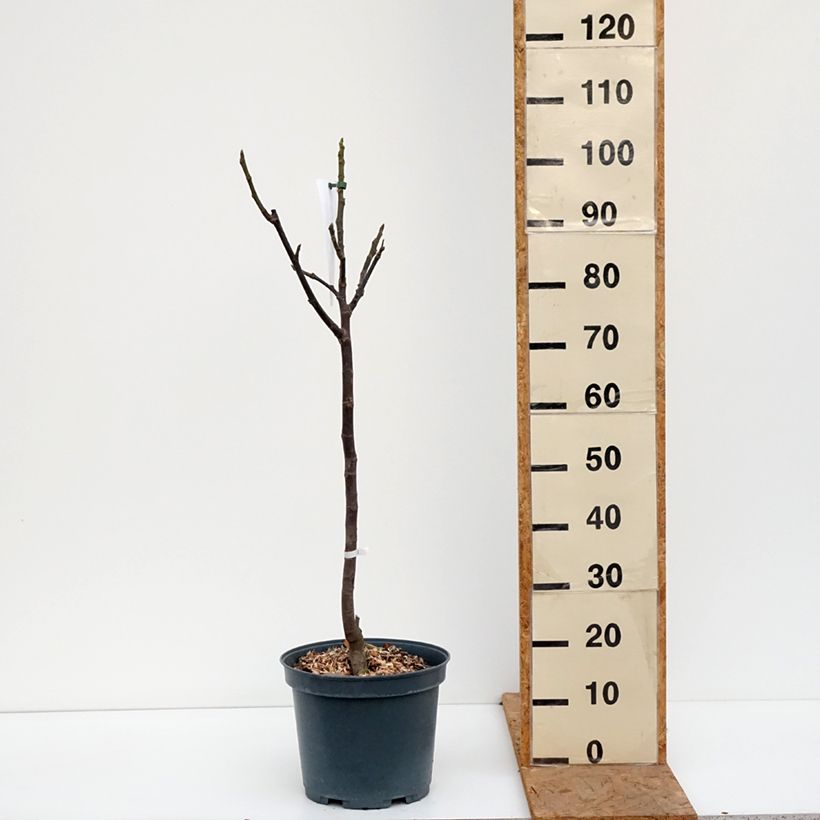 Exemplaar van Vijgenboom Madeleine des Deux Saisons Pot van 7,5 l/10 l, Half-hoge stam zoals geleverd in de herfst