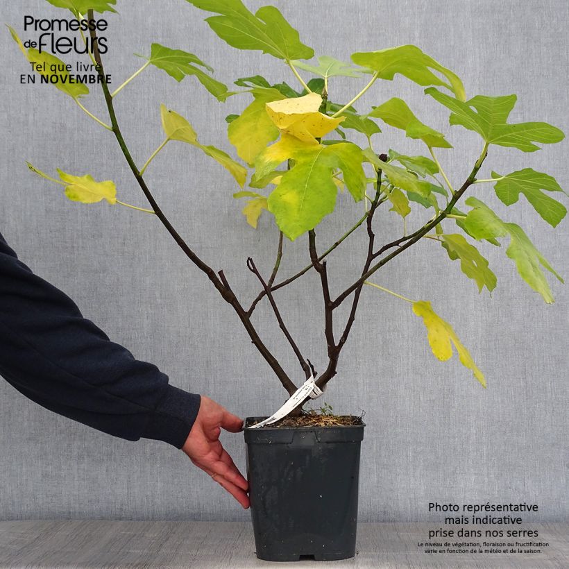 Exemplaar van Vijgenboom Marseillaise Pot van 4 l/5 l zoals geleverd in de herfst