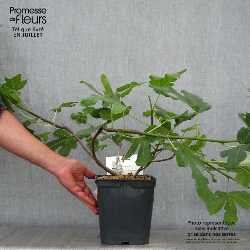 Exemplaar van Vijgenboom Marseillaise Pot van 4 l/5 l zoals geleverd in de zomer
