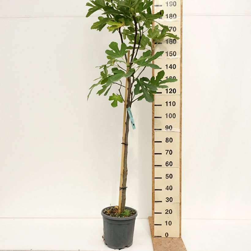 Exemplaar van Vijgenboom Marseillaise Pot van 12 l/15 l, Half-hoge stam zoals geleverd in de zomer