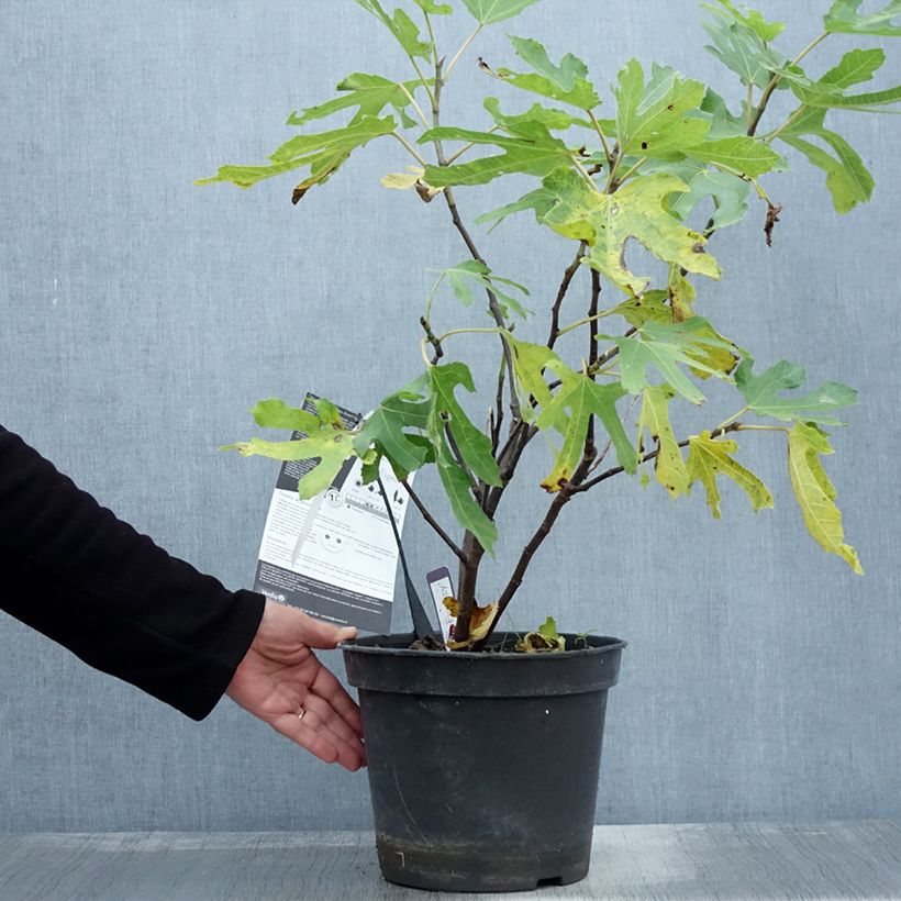 Exemplaar van Dwergvijgenboom Figality Pot van 7,5 l/10 l, Struik zoals geleverd in de herfst