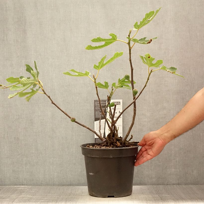 Exemplaar van Dwergvijgenboom Figality Pot van 7,5 l/10 l, Struik zoals geleverd in de zomer