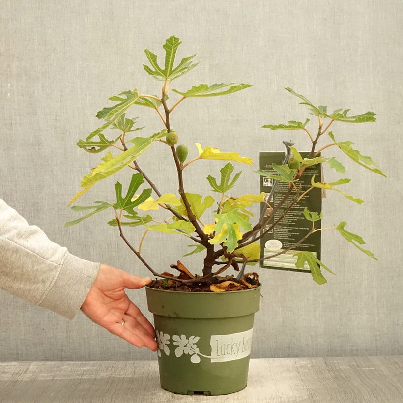 Exemplaar van Vijgenboom Lucky Berry Pot van 4 l/5 l, Pol zoals geleverd in de herfst