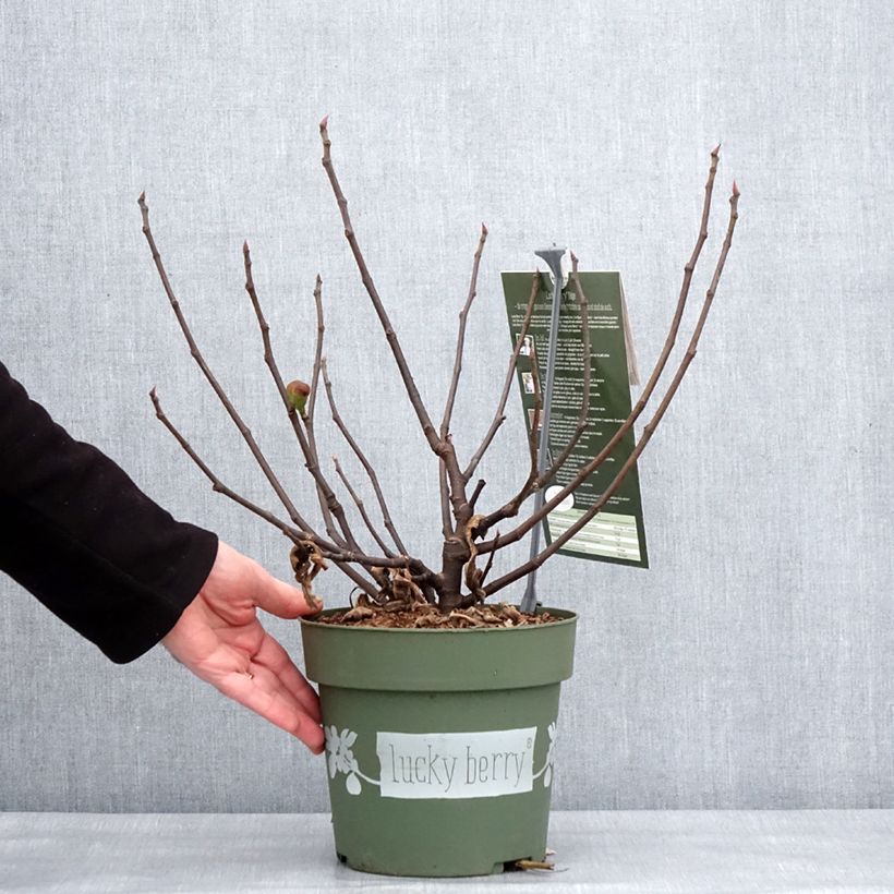 Exemplaar van Vijgenboom Lucky Berry Pot van 4 l/5 l, Pol zoals geleverd in de winter