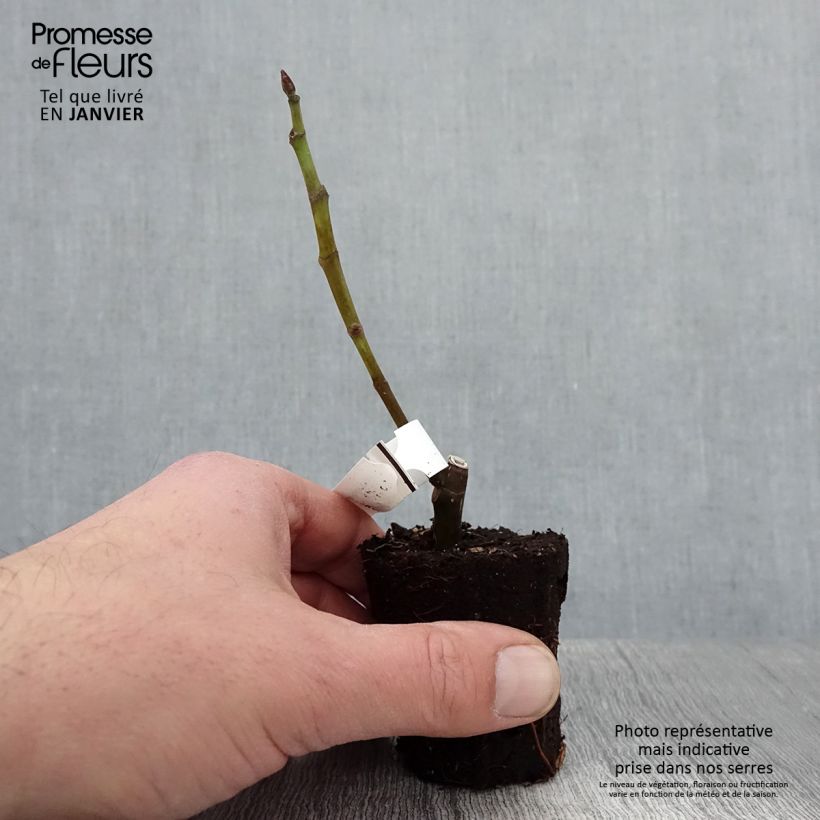 Exemplaar van Vijgenboom Noire de Bellone Kweekpotje van 8/9 cm zoals geleverd in de winter