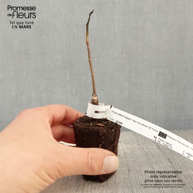 Exemplaar van Vijgenboom Noire de Bellone Kweekpotje van 8/9 cm zoals geleverd in de lente