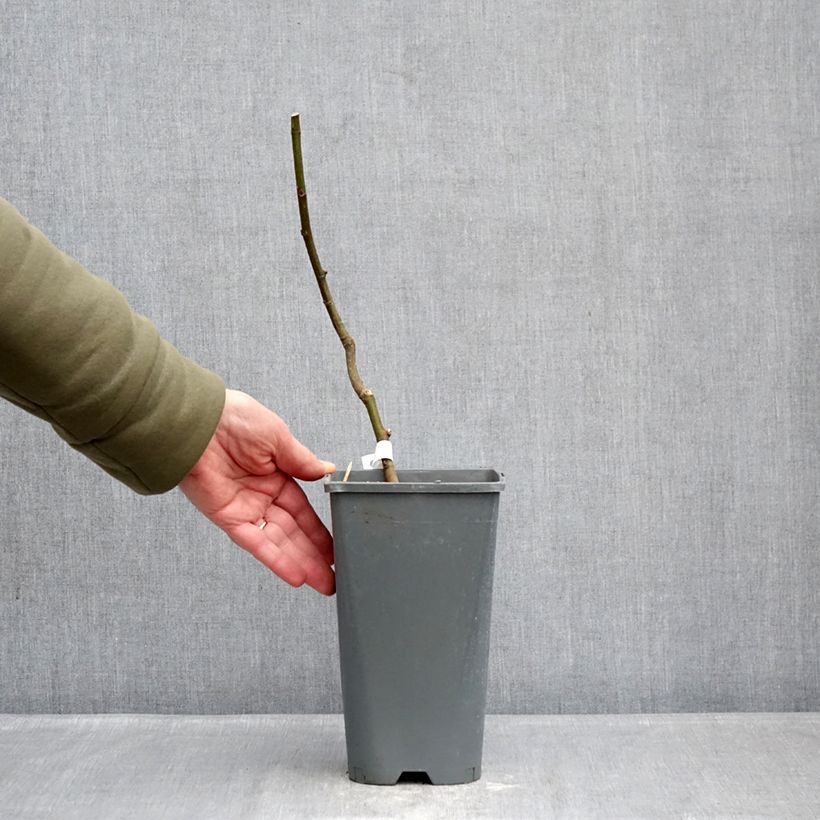 Exemplaar van Vijgenboom Noire de Bellone Pot van 3 l/4 l, Struik zoals geleverd in de winter