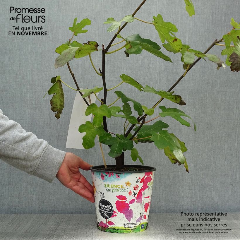 Exemplaar van Vijgenboom Noire de Caromb Pot van 4 l/5 l, Struik zoals geleverd in de herfst