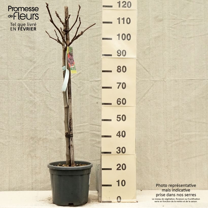 Exemplaar van Vijgenboom Noire de Caromb Pot van 7,5 l/10 l, Kwartstam zoals geleverd in de winter