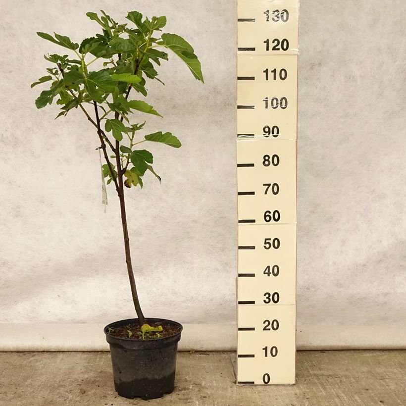 Exemplaar van Vijgenboom Panachée Pot van 4 l/5 l, Kwartstam zoals geleverd in de zomer